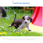 Canon EOS 1500D 9-point cross-type AF system tracking a playful puppy in a grassy garden, showcasing fast and accurate focus.