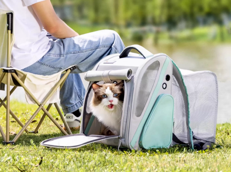 Cute cat sitting inside Dogness expandable pet carrier at a grassy park – enjoying fresh air with built-in tent extended, perfect for outdoor adventures