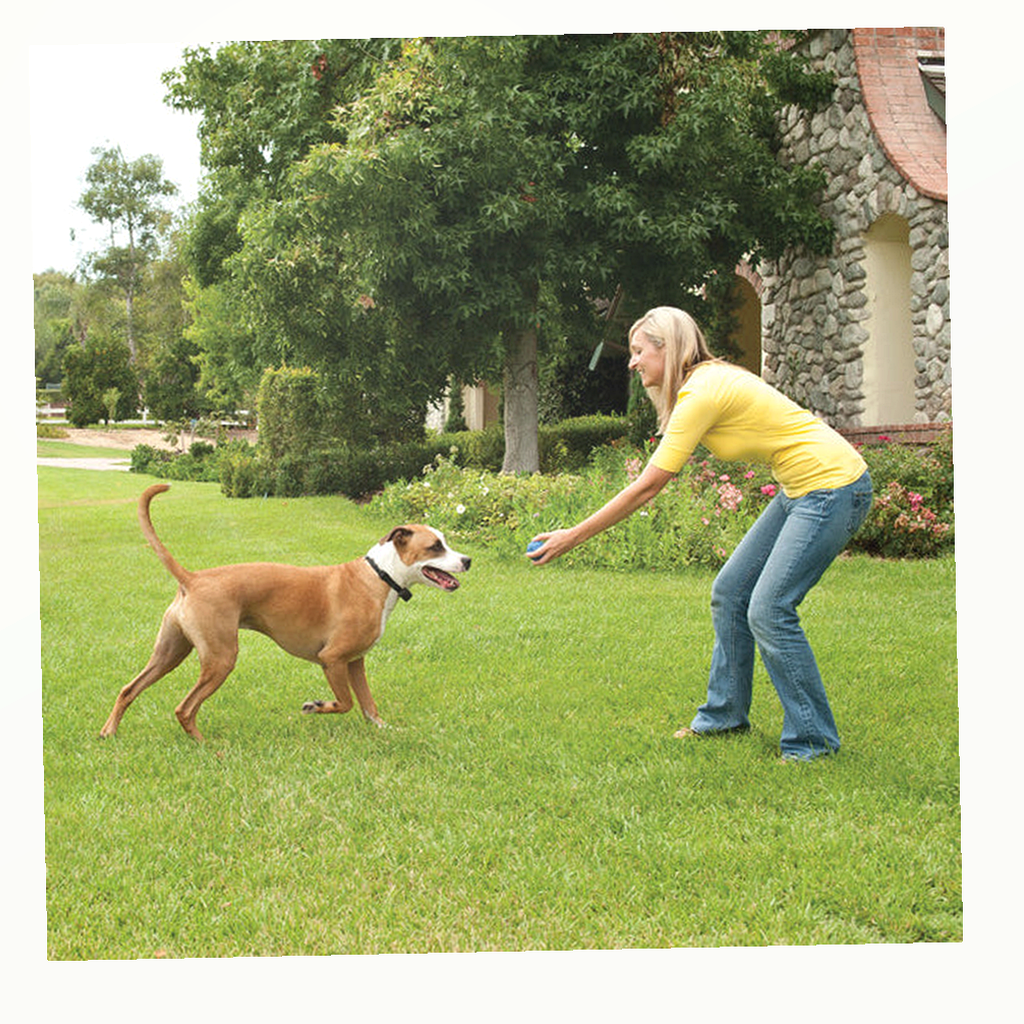 PetSafe Stay + Play Wireless Fence Add-A-Dog Receiver Collar package image